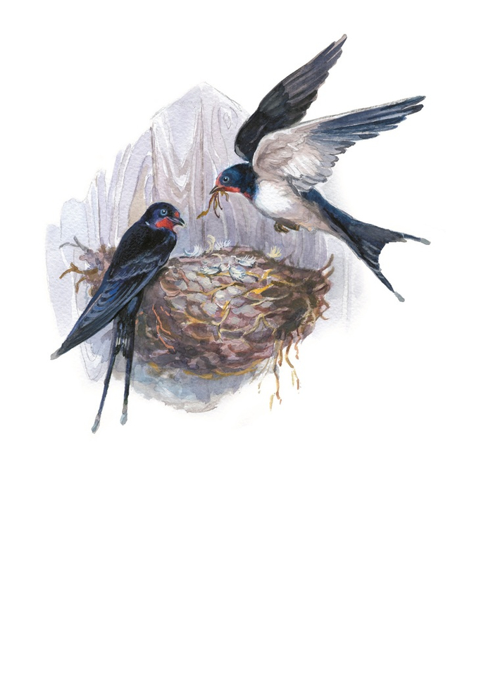 Ласточки-касаточки