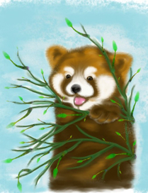 Red Panda 