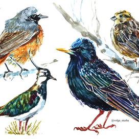 Весенние птицы