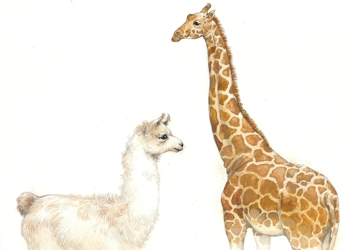 Жираф и лама)