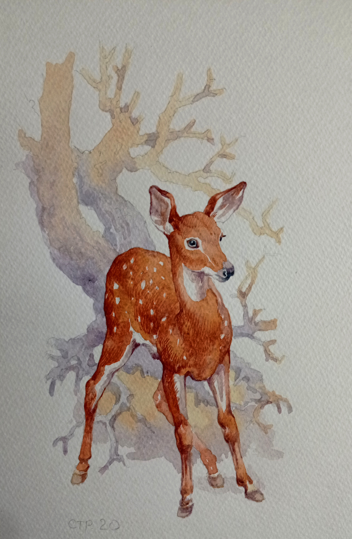 Оленёнок. К рассказам Сергеева