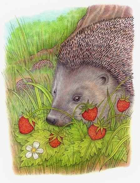 Земляничная поляна