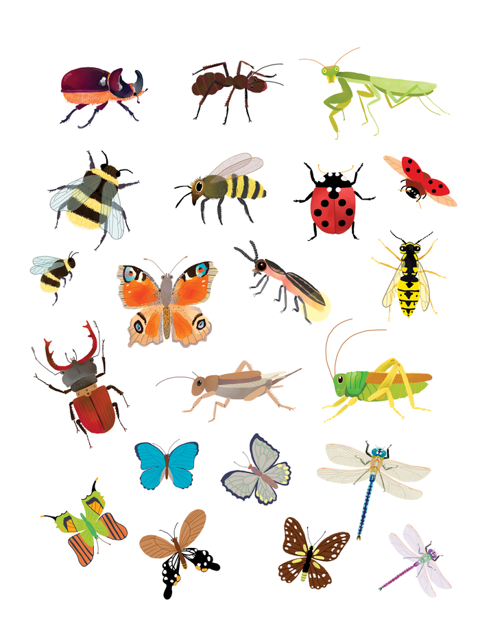 Насекомые