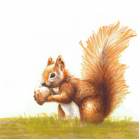 Белка с орешком