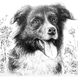 Бордер колли Брауни