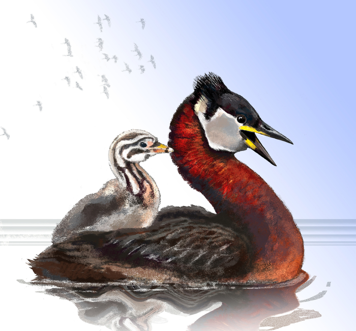 Серощёкая поганка (Podiceps grisegena)