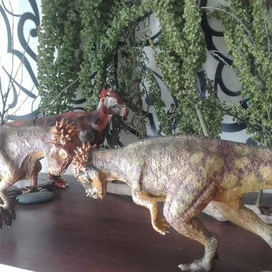 Пахицефалозавры