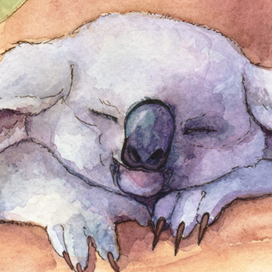 коала марафон