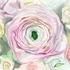 ranunculus
