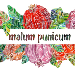"Malum punicum"/ Гранат обыкновенный
