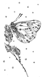 Бабочка под дождем