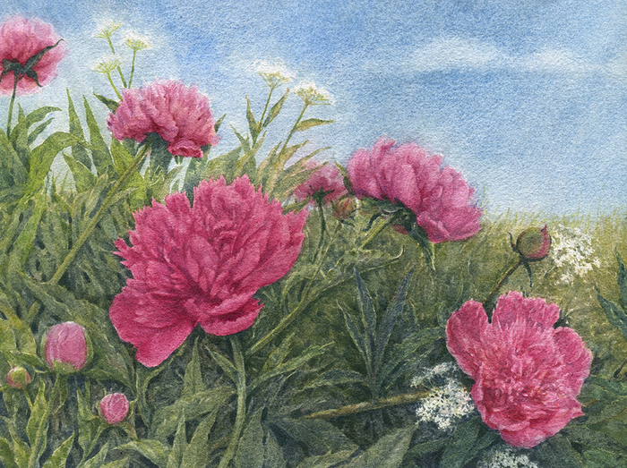 День пионов