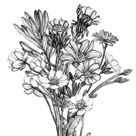 Ботаническая иллюстрация