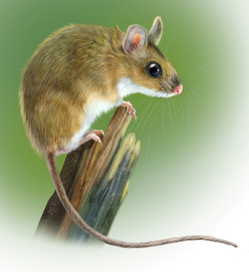 Мышь желтогорлая