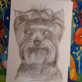 Собака НЕш Брейф