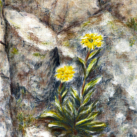 И НА КАМНЯХ РАСТУТ ЦВЕТЫ