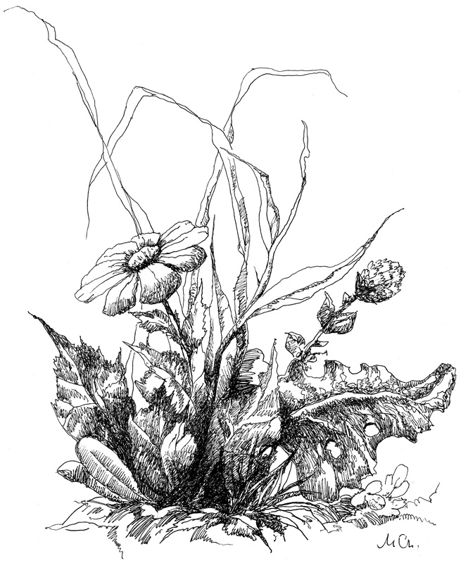 Полевая трава-1