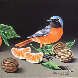 Горихвостка и мандарины