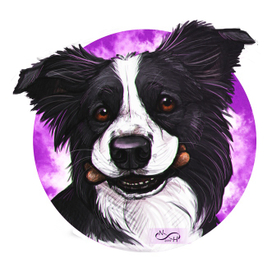 Бордер колли