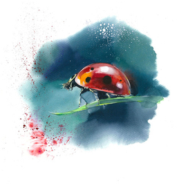 Ladybug
