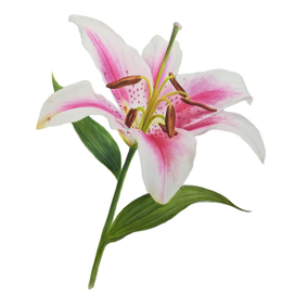 лилия акварелью