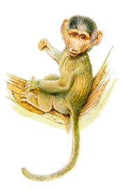 Детеныш павиана