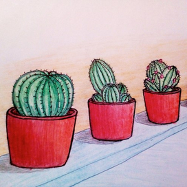 Кактусы