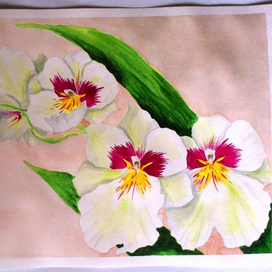 Орхидея мильтония