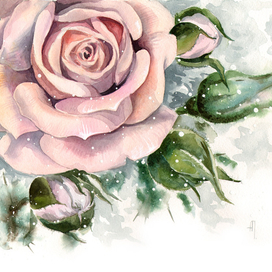 Зимняя роза