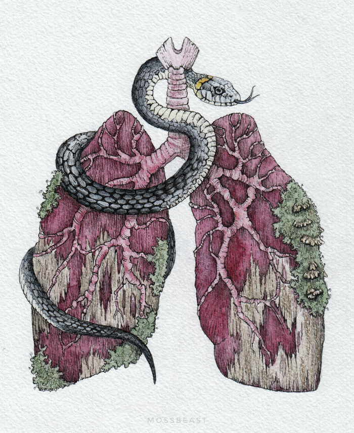 Дыхание Леса