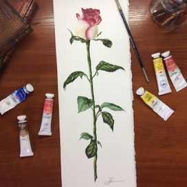 Роза. Ботаническая живопись