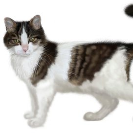 Кошка Мисси