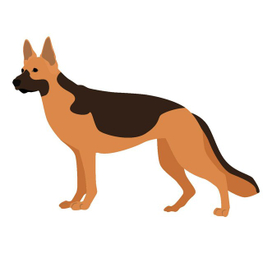 Немецкая овчарка 