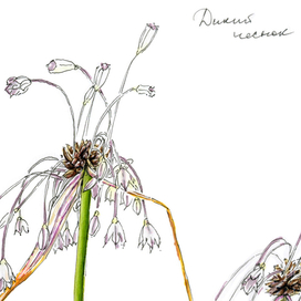 дикий чеснок