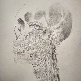 Анатомический рисунок