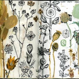 Травы фиолента