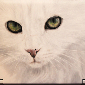 белая кошка на ноутбуке.