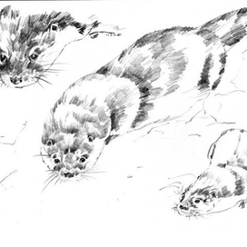 Выдра речная