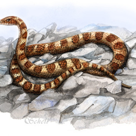 Динодон Краснопоясный (Dinodon Rufozonatum)