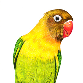 Масковый неразлучник