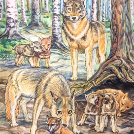 Волчья нежность