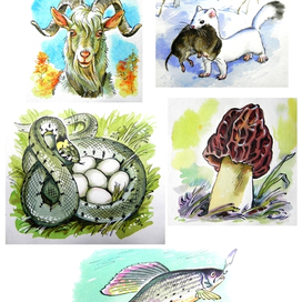 Для журнала "Юный натуралист"