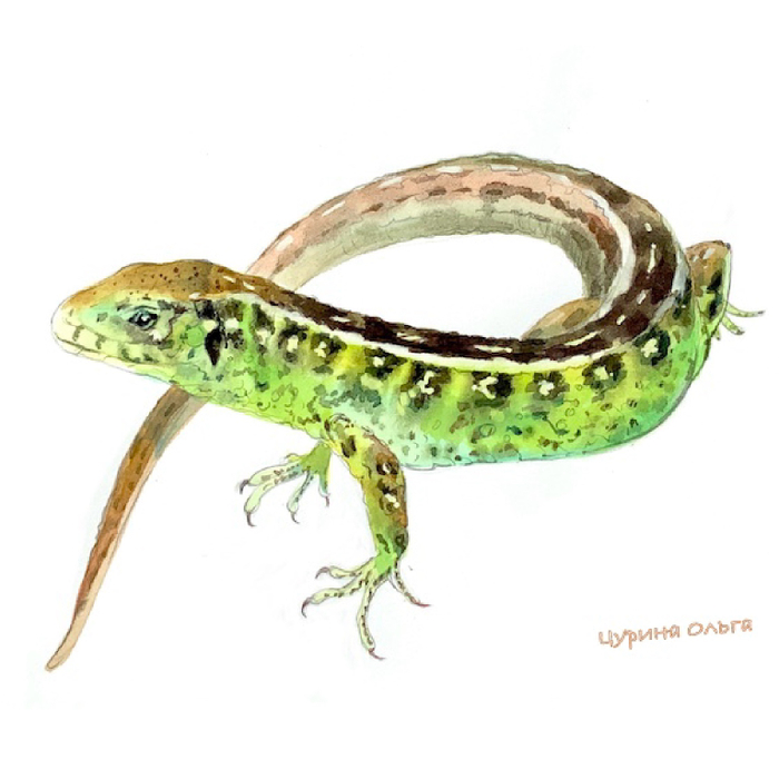 Концовка к рассказу «Фарфоровые колокольчики» Ю. Коваль, АСТ, 2025