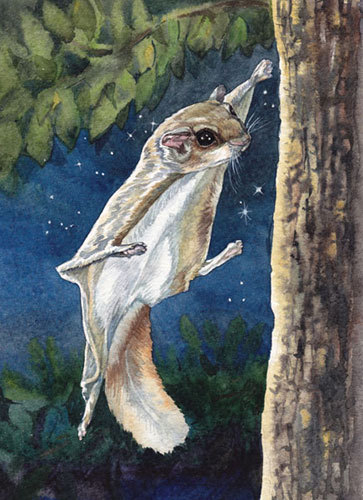 Белка летяга