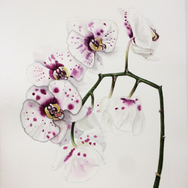 Орхидея