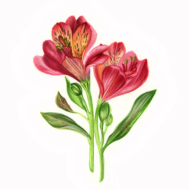 Альстромерия