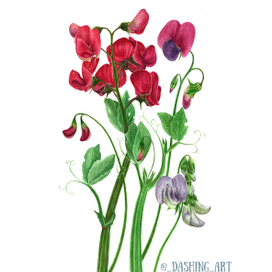 Душистый горошек