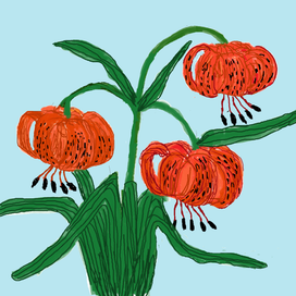 Тигровые лилии.