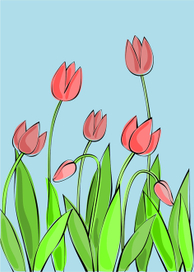 тюльпаны