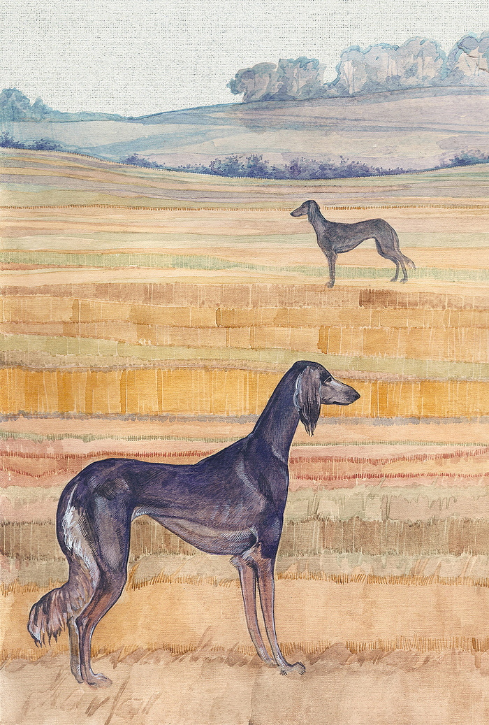 Борзые в поле